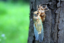 The Birth Of Cicada