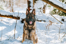 German Shepherd Dog In Snow