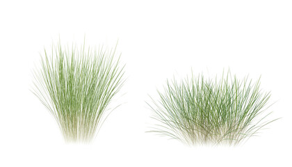 Fototapete - Bunches of grass on a transparent background. 3D rendering.