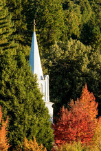Historic St. Canice Catholic Church Spire And Fall Colors In Nevada City