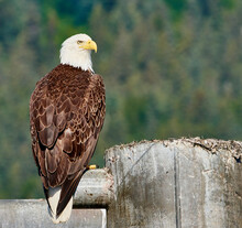 Bald Eagle In Seward Alaska