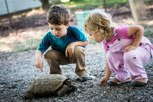Toddler Boy And Girl Observe Pet Tortoise On Local Farm In Chico, California.