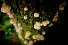 Gill Mushrooms Grow Out Of A Large Tree In The Forest.