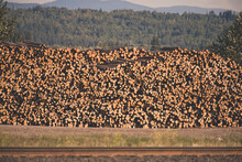 Stacks Of Logs Are Piled High Near A Railway.