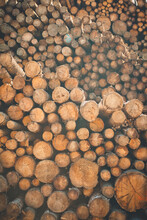 Cut Ends Of Logs That Are Piled High For Storage.