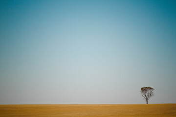 A single tree grows in the middle of a farmers' field in  Western Australia.