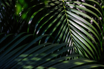 Wall Mural - light and shadow on the tropical palm leaves, floral pattern background.