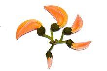Orange Flowers Are Arranged In A Circle. On White Background