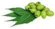 Medicinal neem leaves with fruit