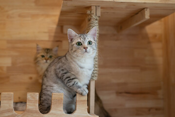 Wall Mural - Cute Scottish short hair cat sitting