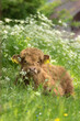 Baby Highland Cow / Scottish Highland calf, resting in a spring meadow