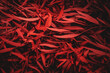 Red leaves texture background. Eucalyptus tree foliage pattern. Dark, abstract, moody, beautiful, natural, blurred wallpaper, backdrop for design. Selective, soft focus. Tropical flora, shrub branches