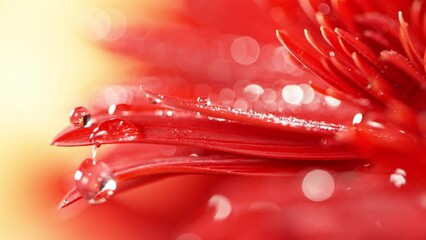 Wall Mural - Super slow motion of falling drop of water on colored gerbera blossom. Filmed on high speed cinema camera, 1000 fps. Macro shot.