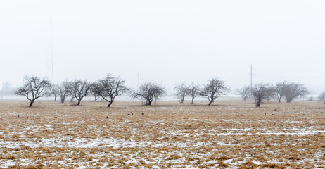 Wall Mural - background with misty apple trees on a cold winter day