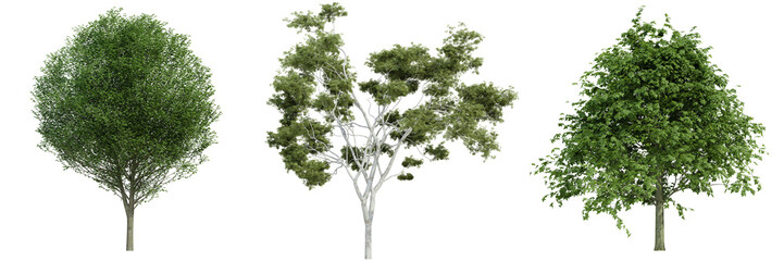 Wall Mural - various tree isolated on white, photorealistic render