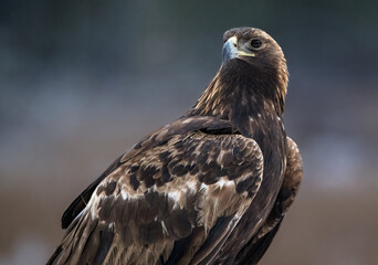 Wall Mural - Golden eagle portrait in winter bog scenery