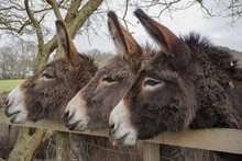 Three Donkeys In A Line With Heads Over Wooden Fence. Cute Mule Donkeys In Field Waiting To Be Fed 