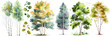 © ckybe - Watercolor trees collection. Set of hand drawn trees. Forest tree pack. Generative Ai. Birch trees.