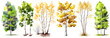 © ckybe - Watercolor trees collection. Set of hand drawn trees. Forest tree pack. Generative Ai. Birch trees.