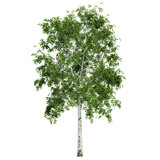 Fototapeta  - tree isolated on white background, 3d render