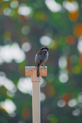 Wall Mural - bird on a fence