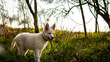 puppy white swiss shepherd in the wood