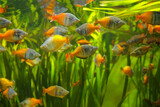 Fototapeta  - Boeseman's rainbowfish - Melanotaenia boesemani. Fish in the aquarium. Fish under water. Blur.