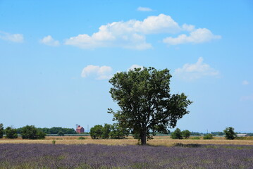 Poster - Landschaft bei Valenolse, Provence