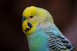 © Инна Мадеева - The Budgerigar looks out from the hollow. Melopsittacus undulatus, closeup view. High quality photo