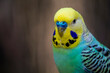 © Инна Мадеева - The Budgerigar. Melopsittacus undulatus, closeup view. Portrait