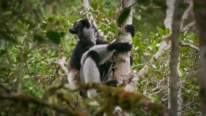 Wall Mural - Indri indri - Babakoto the largest lemur of Madagascar has a black and white coat, climbing or clinging, moving through the canopy, herbivorous, feeding on leaves and seeds, fruits and flowers.