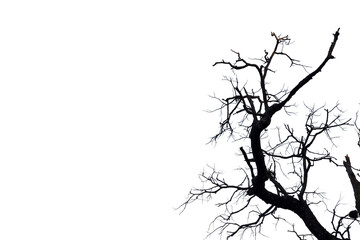 Dead branches , Silhouette dead tree or dry tree  on white background. 
