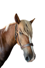 Poster - portrait of a thoroughbred horse isolated on a white