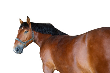 Wall Mural - portrait of a thoroughbred horse isolated on a white