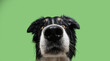 Funny close-up border collie puppy dog looking at camera. Isolated on green background