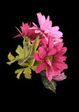 Fototapeta Konie - Floral 20230219