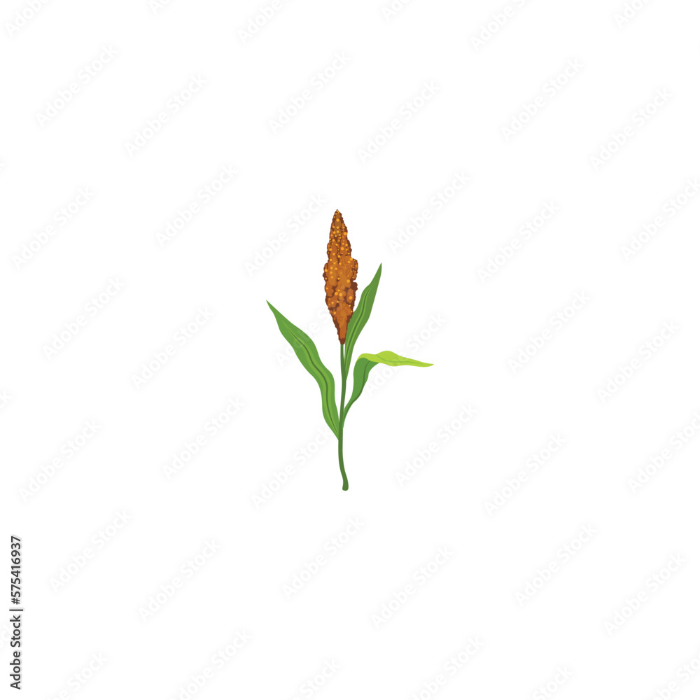 Sorghum flowering plants.  Grain sorghum. Sorghum plants with brown. Vector illustration isolated on white background. For template label, packing, web, menu, logo, textile, icon
