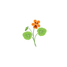 Nasturtium. Flower Of Nasturtium. Flower Of Nasturtium In Red And Yellow Colors. Vector Illustration Isolated On White Background. For Template Label, Packing, Web, Menu, Logo, Textile, Icon