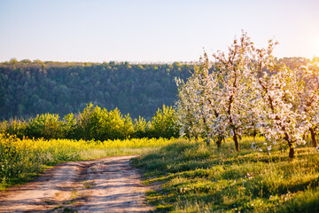 Affiche - Blossoming apple orchard in idyllic sunny day. Agrarian region of Ukraine, Europe.