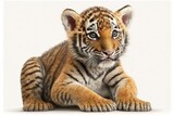 Fototapeta  - Tiger cub, age 2 months, isolated on white. Generative AI