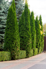 Wall Mural - evergreen bushes and shrubs in landscape design