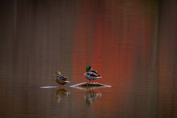 Wall Mural - A Mallard couple perch on wood debris to dry off. Beautiful reflections of Autumn colors on the water.