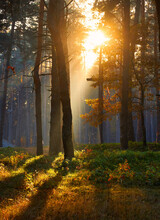 Warm Autumn Scenery In A Forest, With The Sun Casting Beautiful Rays Of Light