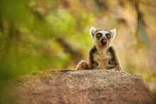 Portrait Of Ring-tailed Lemur, Lemur Catta, An Endangered Animal Endemic To Madagascar, Perched On The Edge Of The Rock Against Blurred Background. Wild Madagascar.