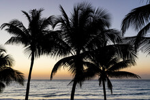 Palm Tree Silhouette And Ocean View
