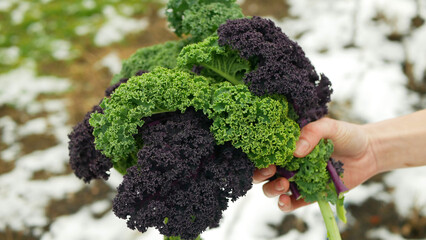 Kale curly red green roja farm winter field leaf Russian harvesting plant cabbage leaves bio fresh organic plantation harvest market closeup farmer hand vegetable garden shop farming Brassica oleracea