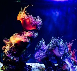 Wall Mural - coral reef in aquarium