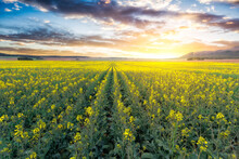 Sunrise In A Large Yellow Field Of Oilseed Rape Field Located In Spain. Close-up View Of Yellow Rapeseed Field At Sunrise.