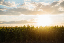 Young Corn Field At Agriculture Farm At Sunset. Agriculture, Organic Gardening, Planting Or Ecology Concept.