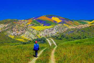 Wall Mural - A hiker enjoying the wildflowers in Carrizo Plain National Monument - one of the best place to see 